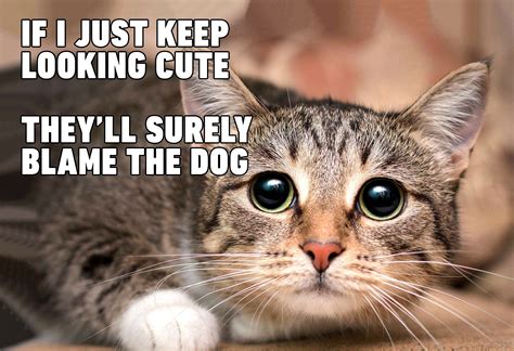 Top Laughing So Hard Cat Memes & M Cat Meme | Cat memes clean, Funny cat memes, Animal memes clean