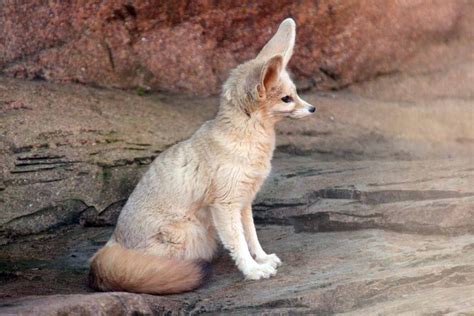 fennec fox | Fox species, Fox images, Animals