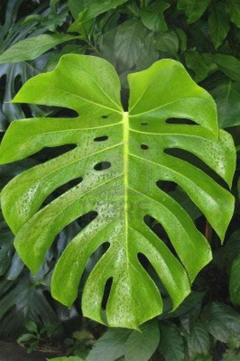 Large monstera deliciosa leaf in front of smaller leaves in a.. | Monstera deliciosa, Monstera ...