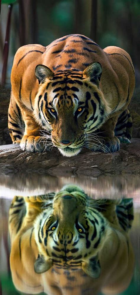 Tiger Wallpaper - iXpap