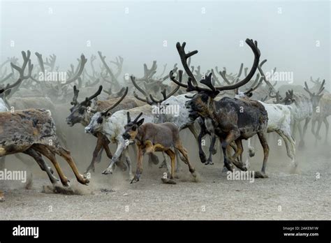 Nenet people herding Reindeer (Rangifer tarandus) Nenets Autonomous Okrug, Arctic, Russia, July ...