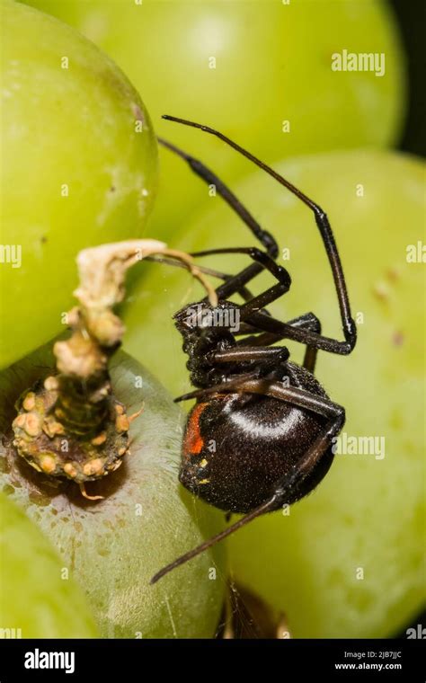 Black Widow Spider hiding in grapes from the supermarket Stock Photo - Alamy