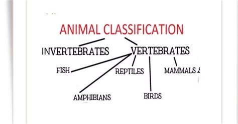 Binomial Nomenclature Examples Of Animals