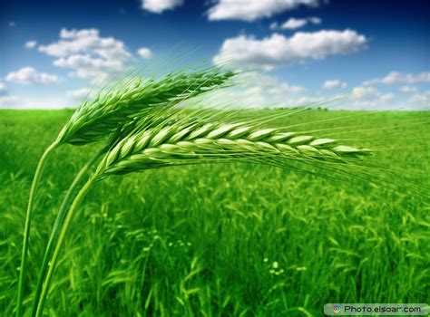 Free photo: Green Wheat - Agriculture, Wheat, Summer - Free Download ...