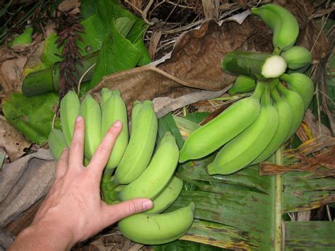 How to Harvest Bananas : 9 Steps (with Pictures) - Instructables