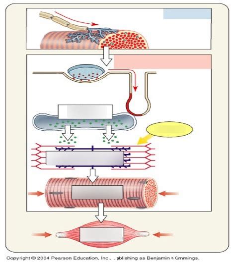 Muscle Contraction Diagram | Quizlet