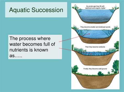 PPT - Ecological Succession : PowerPoint Presentation, free download - ID:9379144