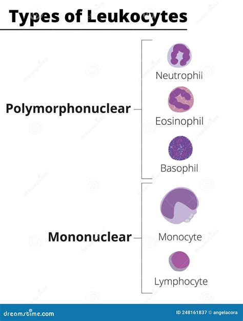 Leukocytes Types