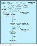 Thiol | chemical compound | Britannica.com