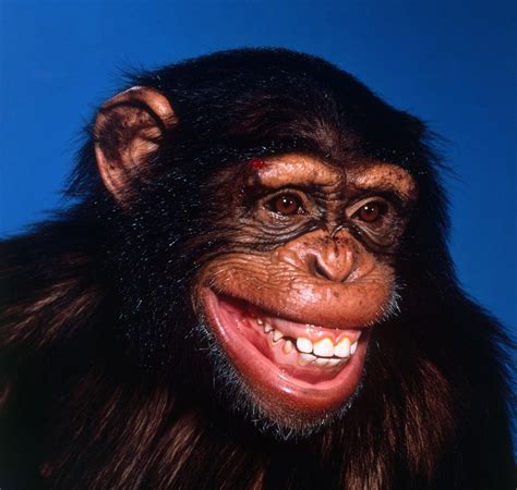 Chimpanzee Pan Troglodytes Smiling Photograph by Toni Angermayer