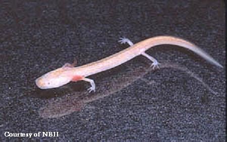 Can't Live Without 'Em: Barton Springs Salamander | Defenders of Wildlife