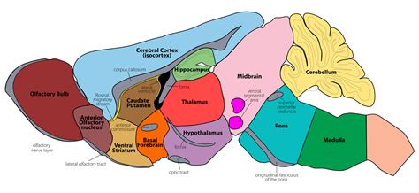 GENSAT Project at Rockefeller University, Mouse Brain Atlas, Image ...