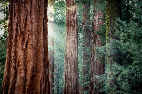 Redwood Forest Wallpapers and Backgrounds 4K, HD, Dual Screen