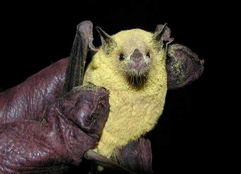 "No, the lesser long-nosed bat isn't normally yellow. This one is ...