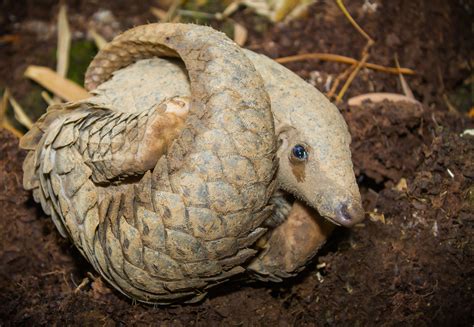 World Pangolin Day