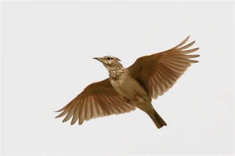 Crested Lark – Galerida Cristata - Birds