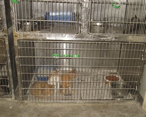 Porterville Seeks Assistance in Evaluation of Animal Control Shelter - Valley Voice