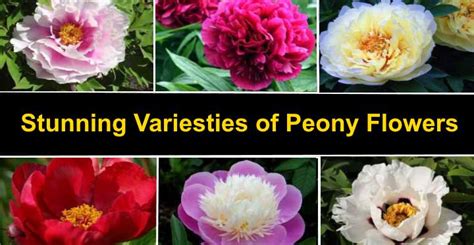 Types of Peonies With Gorgeous Flowers (Color, Picture, Name)