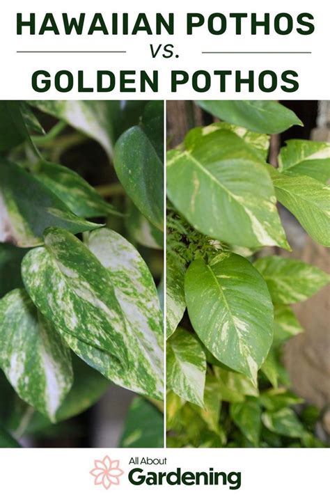 two photos with green leaves and the words hawaiian pothos vs golden potshoos