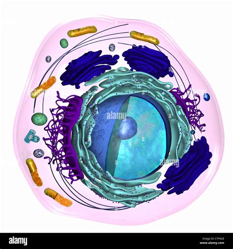 3D model of a eukaryotic cell Stock Photo - Alamy