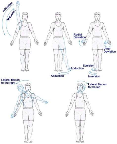 Abduction In Anatomy - Anatomy Reading Source