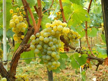 Growing Chardonnay Wine Grapes – Grapes