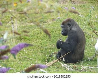 132 Blackpool zoo 이미지, 스톡 사진 및 벡터 | Shutterstock