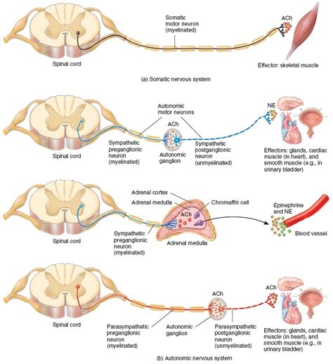 Get Better Fitness Results - Strengthening Neural Pathways - Fit Tip Daily