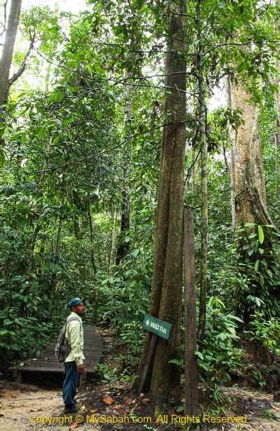 Sepilok Rainforest to Mangrove (part 1 of 4) | MySabah.com