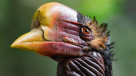 Helmeted Hornbill Video - Tim Plowden