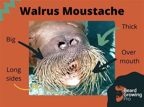 How to grow a walrus moustache [Expert insider tips]