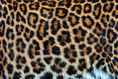 Real skin texture of leopard containing leopard, animal, and fur ...