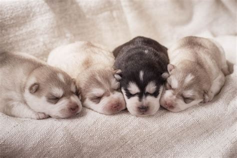 Cute newborn husky puppies in sweet home http://ift.tt/2y78XNF Siberian ...