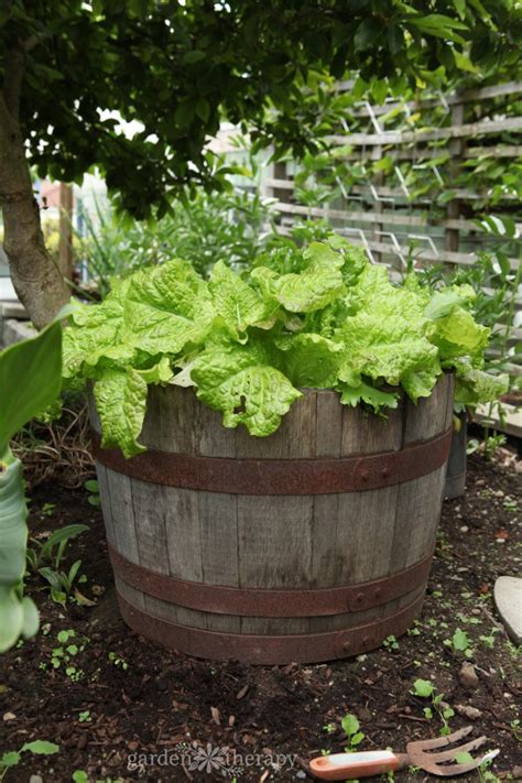 DIY Lettuce Planter: Lettuce in a Wine Barrel - Garden Therapy