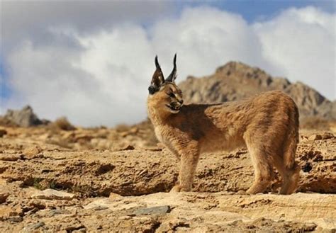 نگاهی به تنوع بالای حیات وحش در استان اصفهان | مشاهده نماد پرندگان ایران در تالاب گاوخونی ...