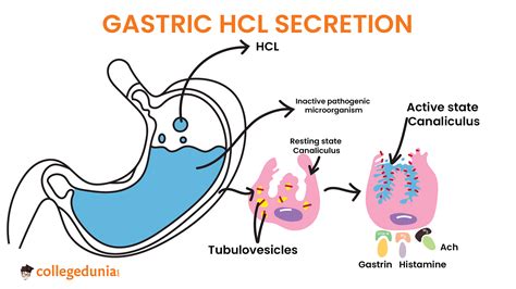 In the stomach, gastric acid is secreted by the