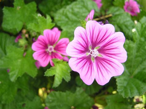 John Starnes' Urban Farm: Malva sylvestris