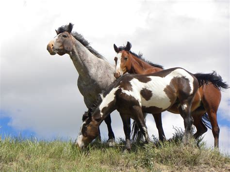 Wild horses in Theodore Roosevelt National Park have mixed ancestry