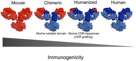 SciELO - Brasil - Advances and challenges in therapeutic monoclonal antibodies drug development ...