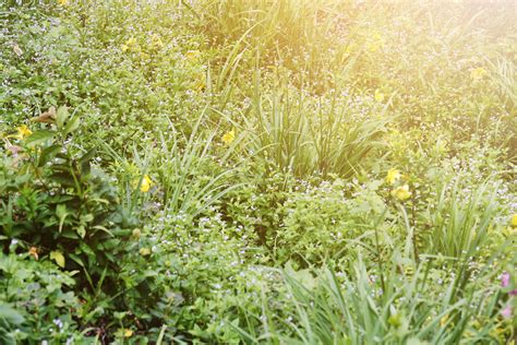 Blooming wildflowers grass field with natural sunlight 23043695 Stock ...