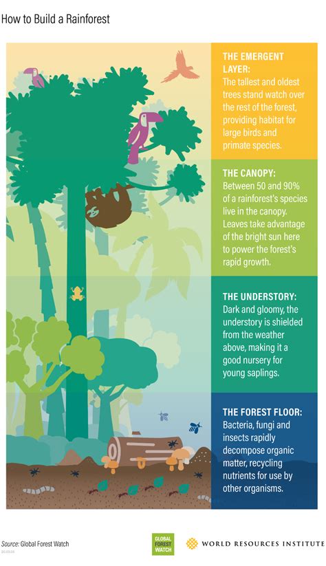 rainforest layer illustration - Google Search | Rainforest, Rainforest project, Tropical rainforest