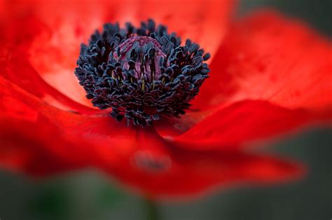 Discover The Red Poppy – Poland's National Flower - Russian Flora Blog | Russian Flora Blog