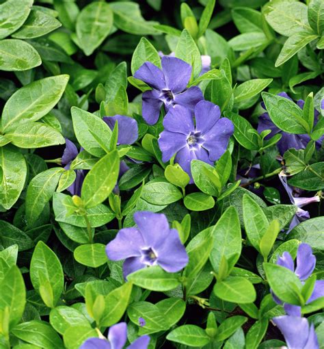 Bowles' Common Periwinkle | Garden shrubs, Shade garden, Shade plants