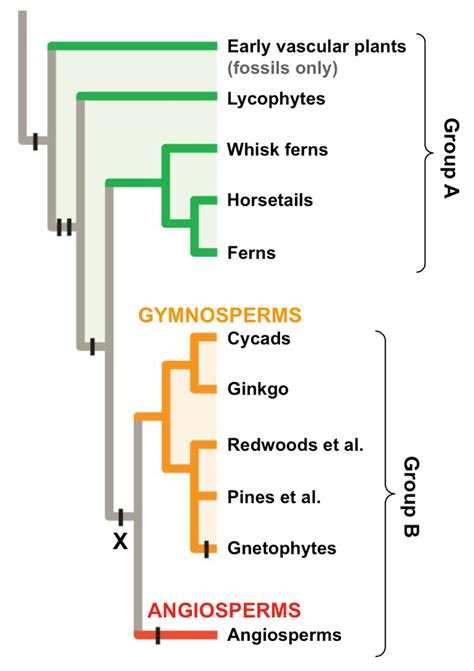 Solved The phylogenetic tree below represents the | Chegg.com