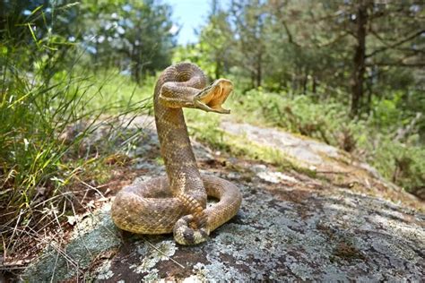 What Makes Rattlesnakes Bite You? – SelectSafety.net