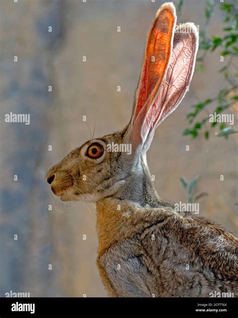 Hare rabbit ears veins hi-res stock photography and images - Alamy