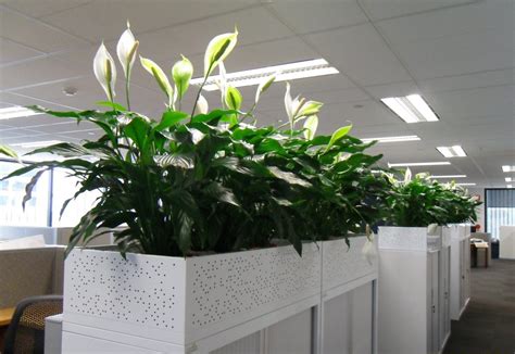 Office Cubicle Plants