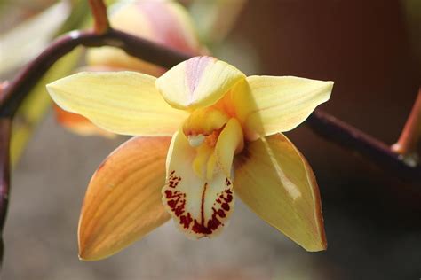 Yellow Orchid Photograph by Jill Black - Fine Art America