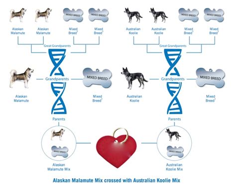 What is the Value in Knowing which Mix of Breeds Make Up Your Mongrel? — Dr. Patrick Mahaney