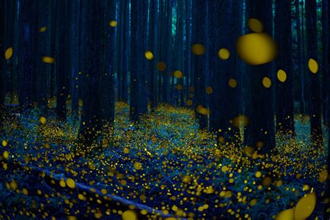 8 Best Places to See Fireflies in Japan 2024 | Japan Wonder Travel Blog